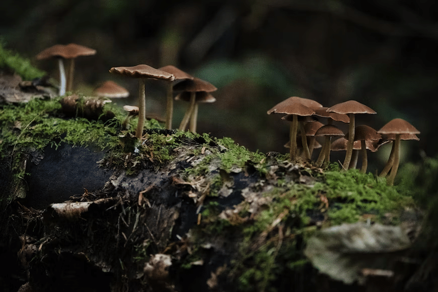 Mushroom Spore