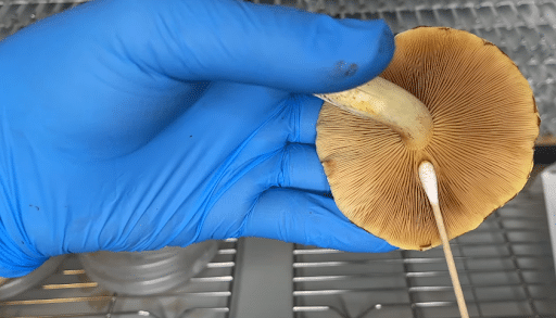 Mushroom Spore Findings
