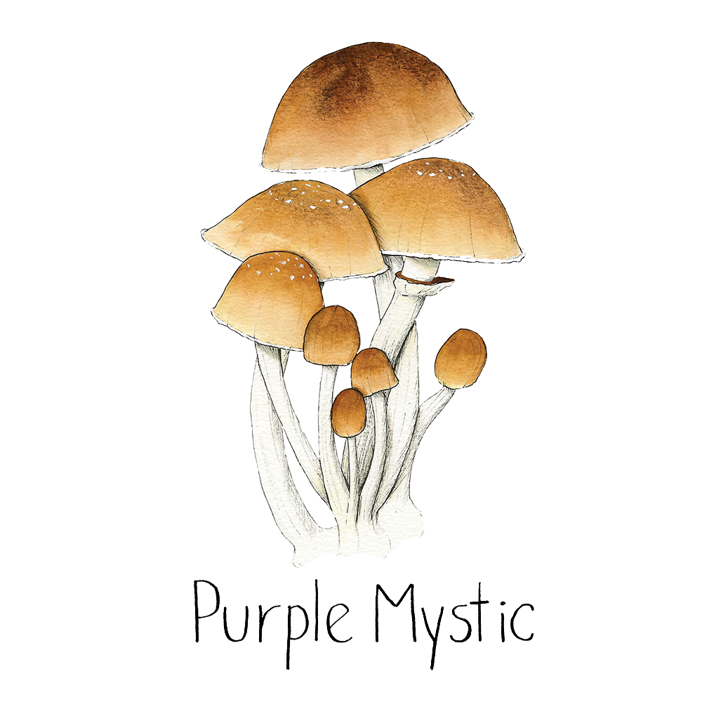Watercolor depiction of Purple Mystic mushrooms.