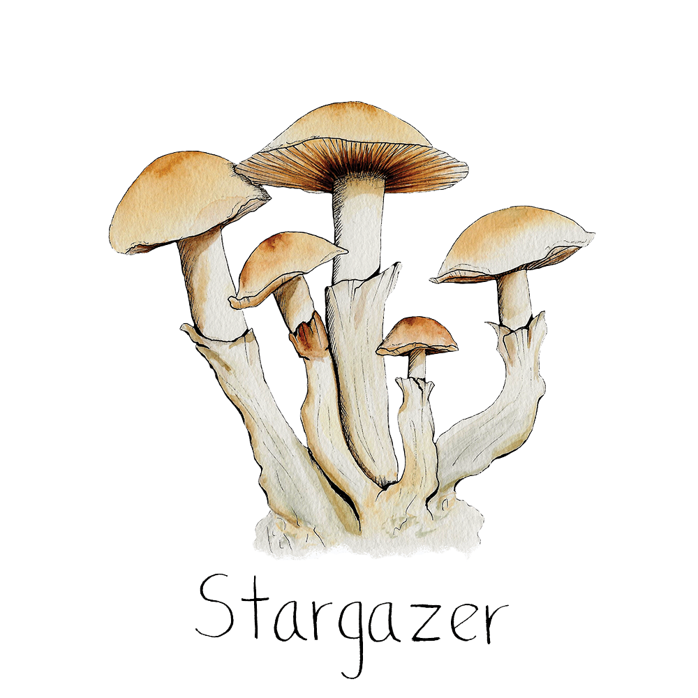 Watercolor depiction of stargazer mushrooms