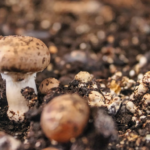 Mushrooms in soil