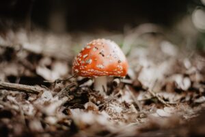 Mushroom on the floor