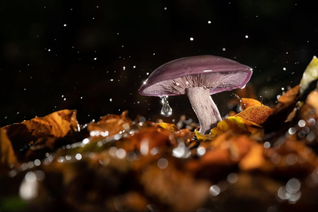 Mushroom in wet environment