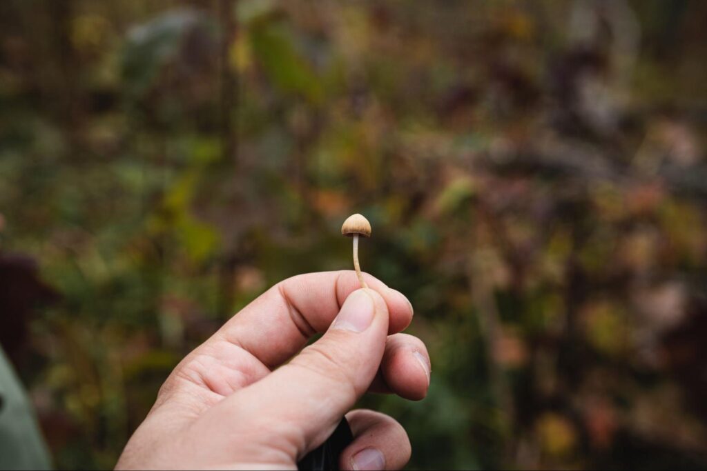 Holding mushroom in hand