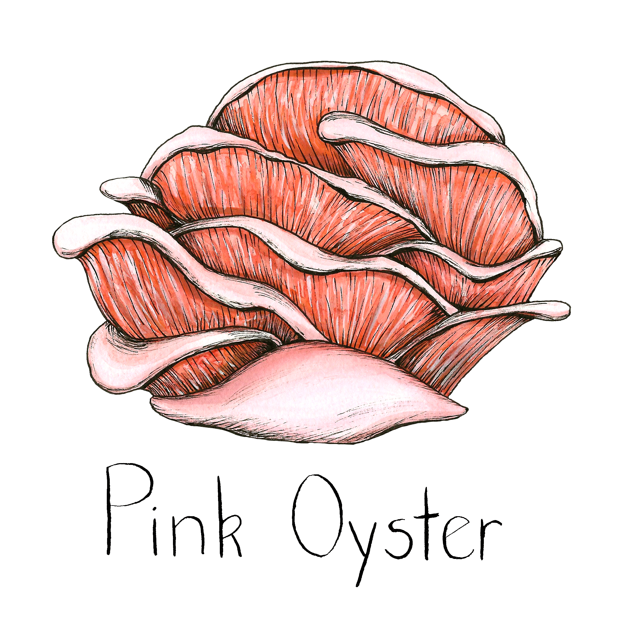 Watercolor depiction of Pink Oyster mushroom