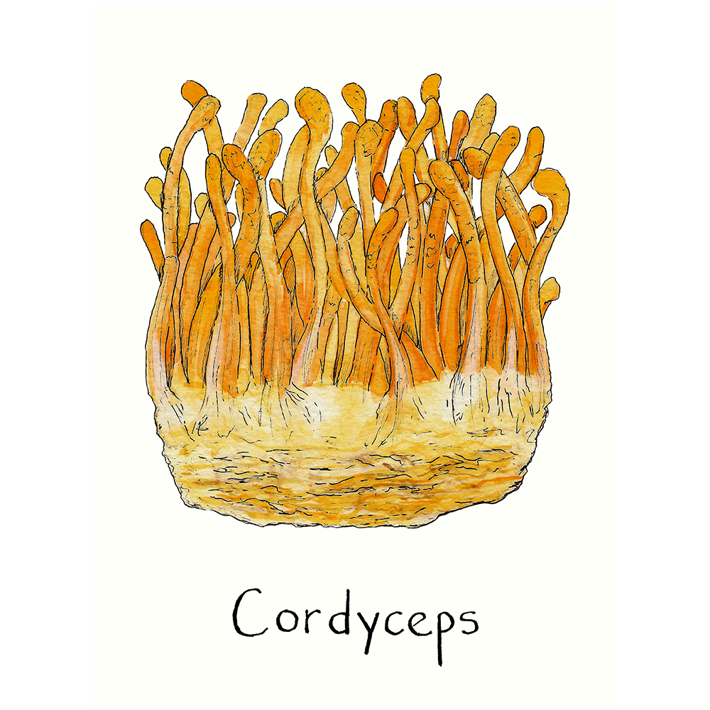 Watercolor depiction of Cordycep mushroom