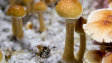 Magic Mushrooms - Psilocybe Cubensis - Golden Teacher Hallucinogenic Mushrooms