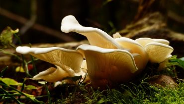 Psilocybin Mushrooms History