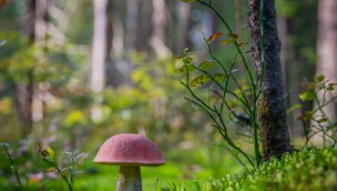Psilocybin Mushrooms Legality Information