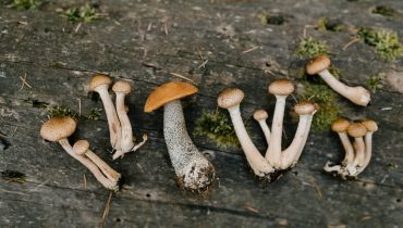 Psilocybin mushrooms what are they