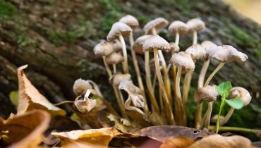 how to microdose magic mushrooms