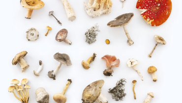 how to identify psilocybe cubensis mushrooms