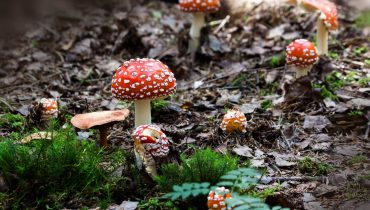 magic mushrooms and psilocybin questions answered