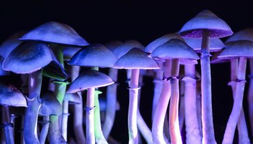 legal magic mushrooms